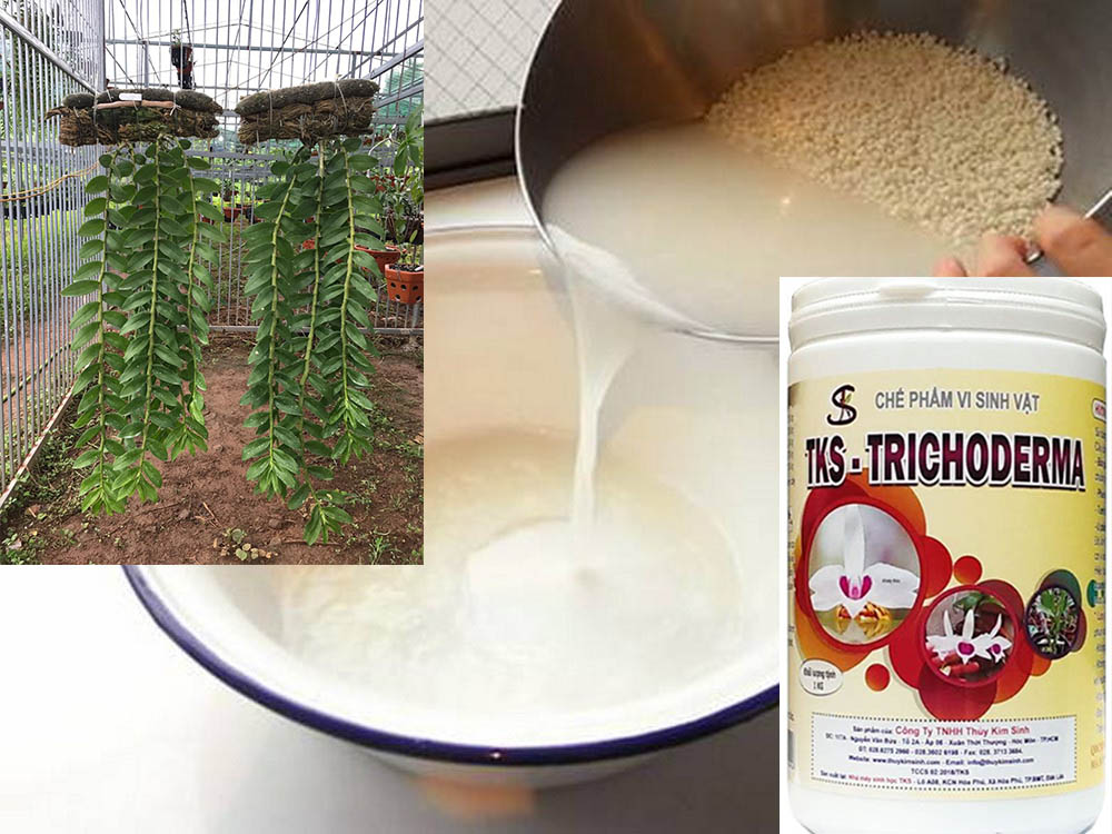 Cách sử dụng nước vo gạo để tưới lan 