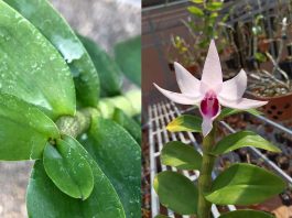 Cách kích hoa phi điệp trên đầu ngọn