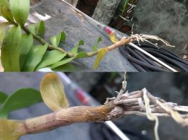 Nên làm gì khi Lan bị thối gốc, thối rễ, thối thân