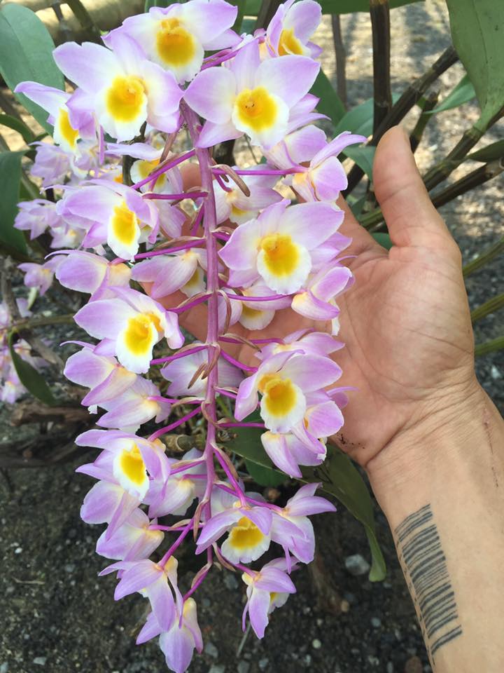 Dendrobium amabile 1
