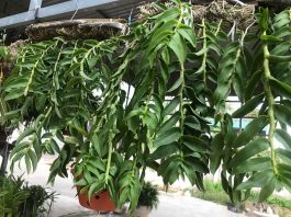 Cách khắc phục cây hoa lan bị teo thân do mất nước