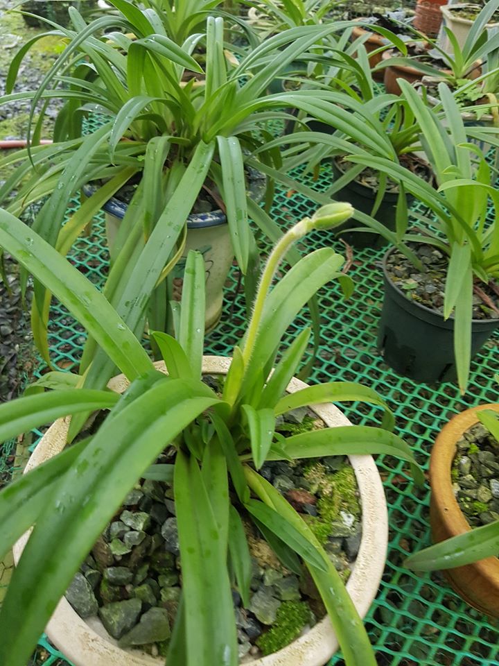LAN HÀI LÔNG – Paphiopedilum hirsutissimum Lan-hai-long-hoa-xanh