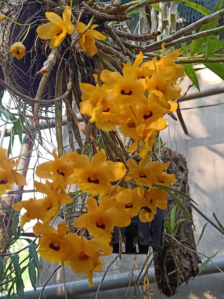 Dendrobium Fimbriatum