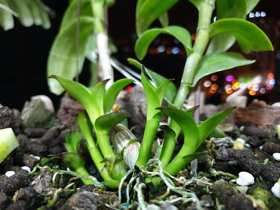 Technical instructions: How to grow basic orchids from A-Z for beginners