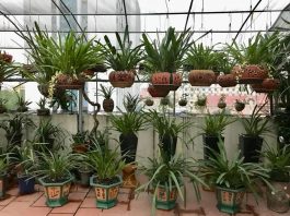 Chậu trồng lan: Đánh giá ưu và nhược điểm từng loại