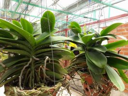 10 câu hỏi thường gặp khi trồng Lan Hồ Điệp