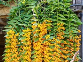 Chơi lan, trồng lan bắt đầu từ đâu và chơi như thế nào?