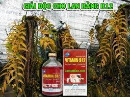 B12 cho lan – Cách phun tưới giải độc hiệu quả nhất