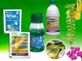 Cách sử dụng Physan cho hoa lan hiệu quả nhất physan cho lan