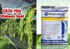 Ridomil Gold 68wg thuốc phòng trị nấm cho lan