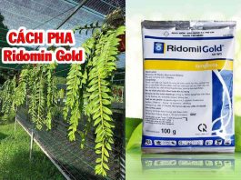 Ridomil Gold 68wg thuốc phòng trị nấm cho lan